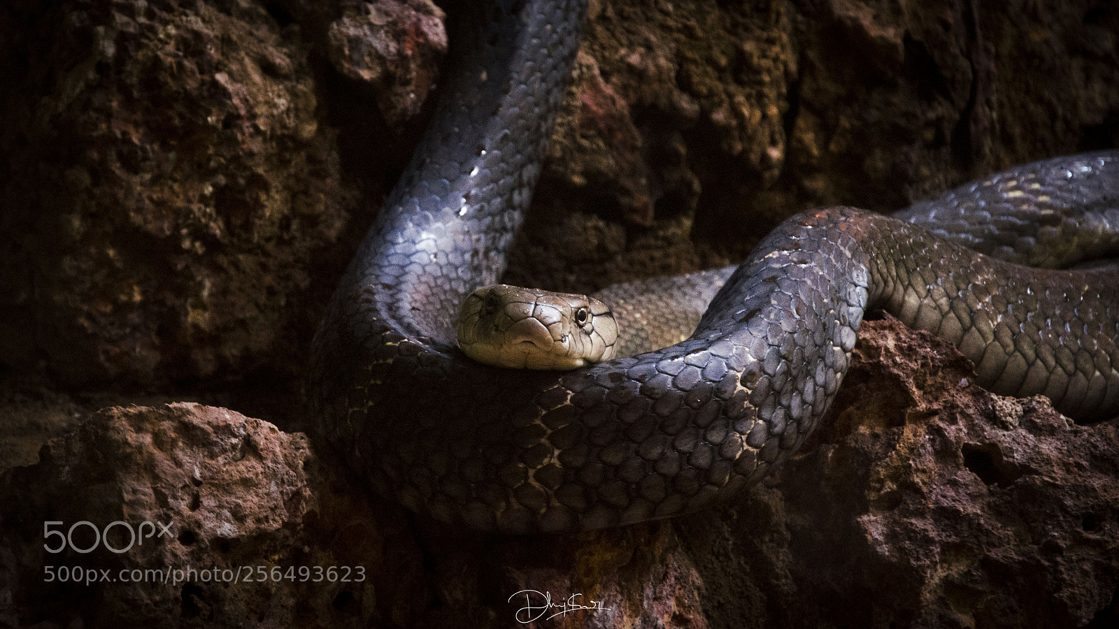 Nikon D7000 sample photo. The king cobra photography