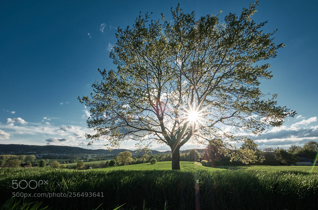 Fujifilm X-T2 sample photo. Tree photography