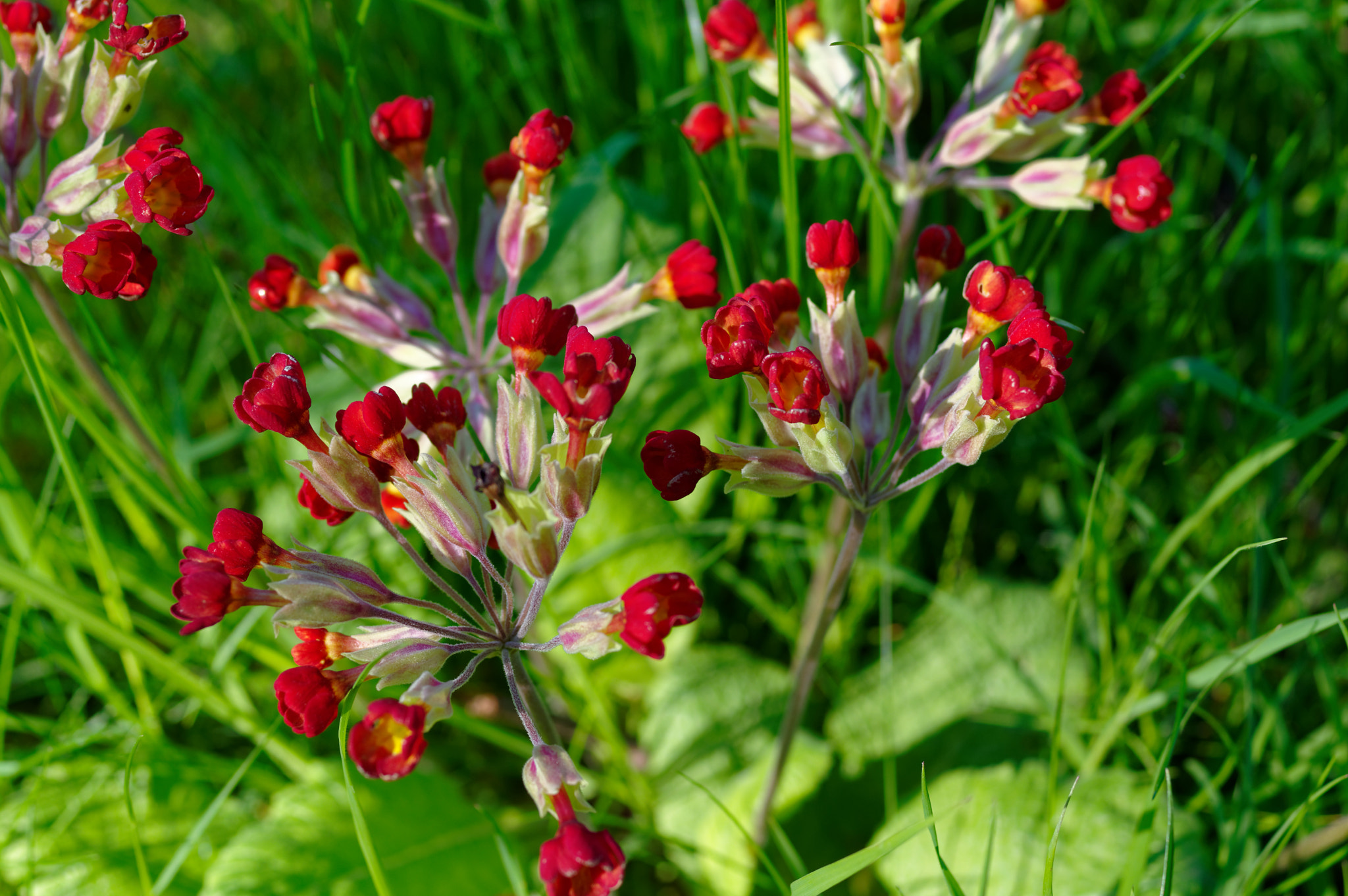 Pentax K-3 II + Pentax smc D-FA 50mm F2.8 Macro sample photo. Pentax 50mm macro.wild flowers, photography