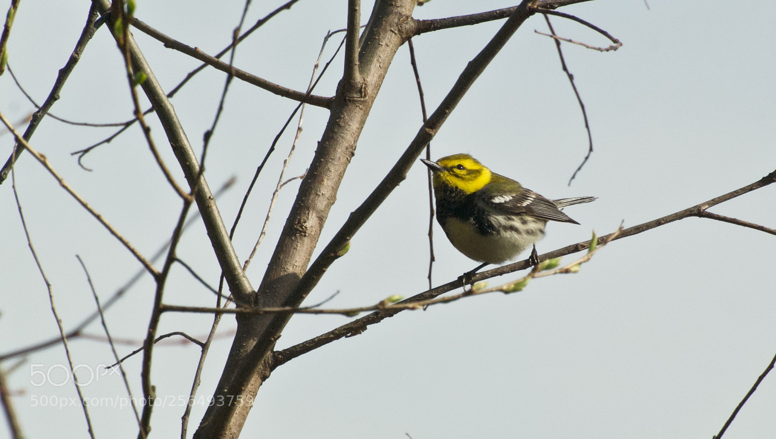 Nikon D80 sample photo. Black-throated green wa photography