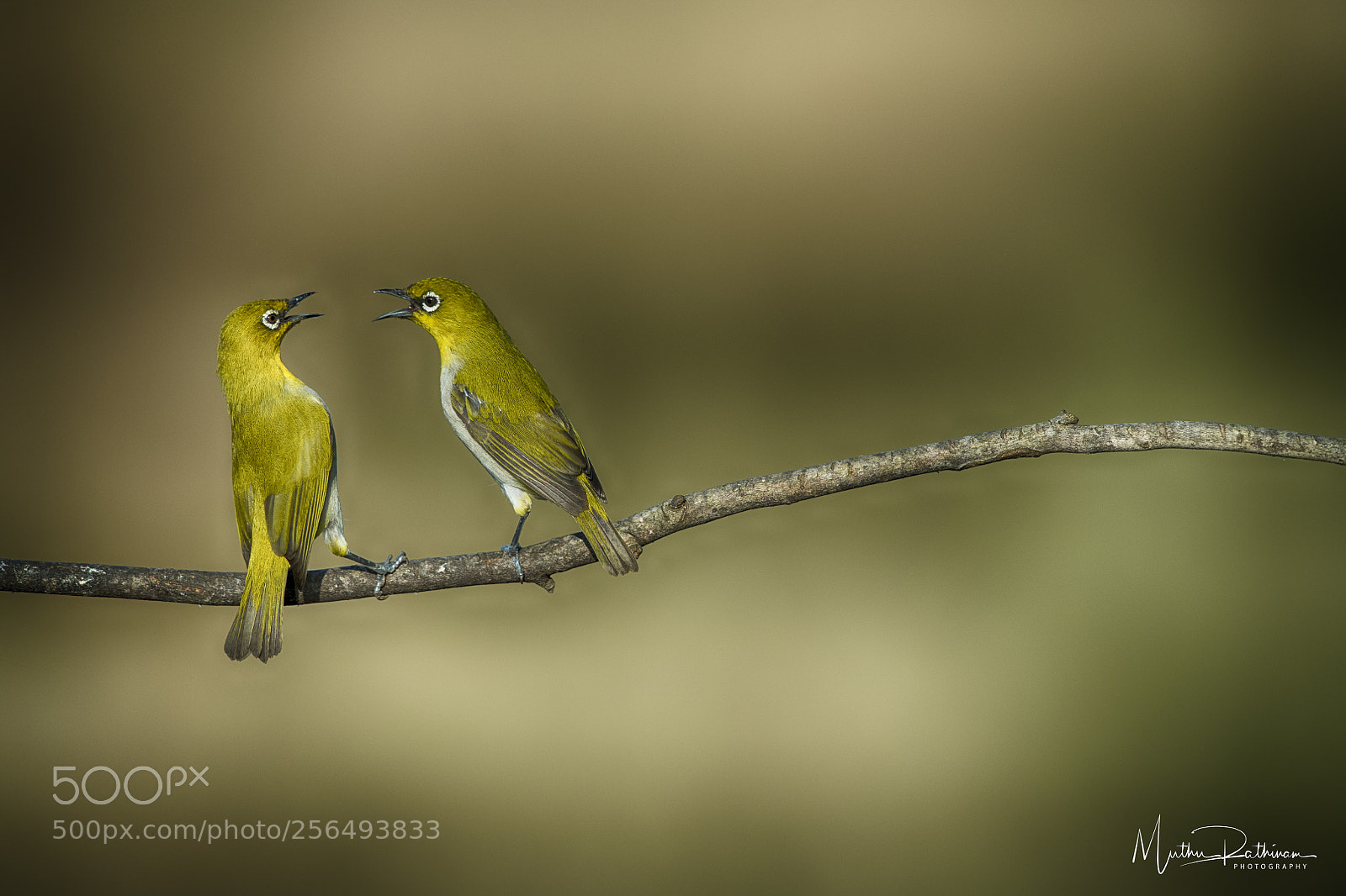Nikon D850 sample photo. Oriental white-eye photography