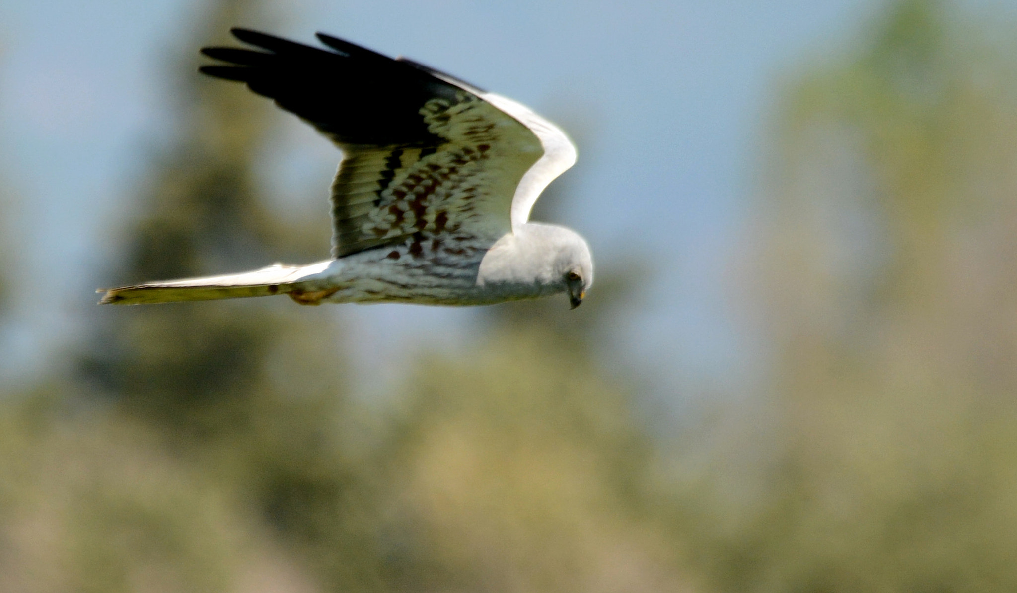 Nikon D7100 + Sigma 150-500mm F5-6.3 DG OS HSM sample photo. Montagu's harrier photography