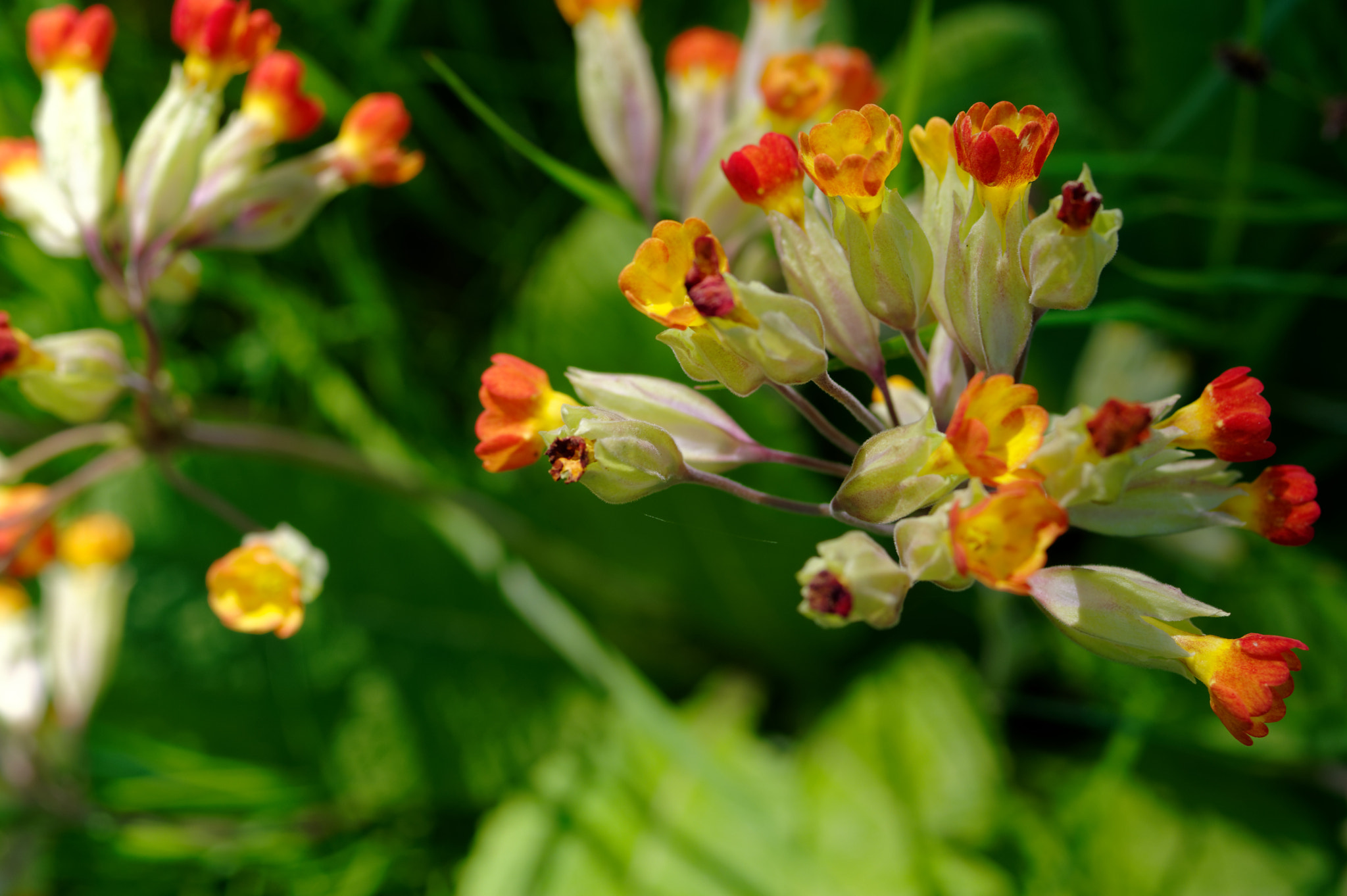 Pentax K-3 II + Pentax smc D-FA 50mm F2.8 Macro sample photo. Pentax 50mm macro.wild flowers, photography