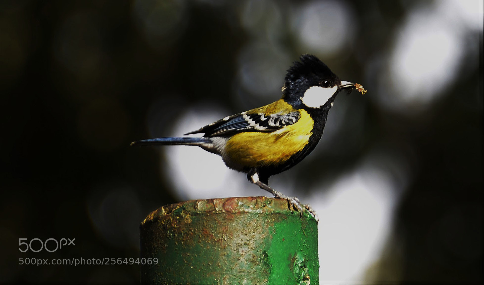 Nikon D610 sample photo. Lil tit photography