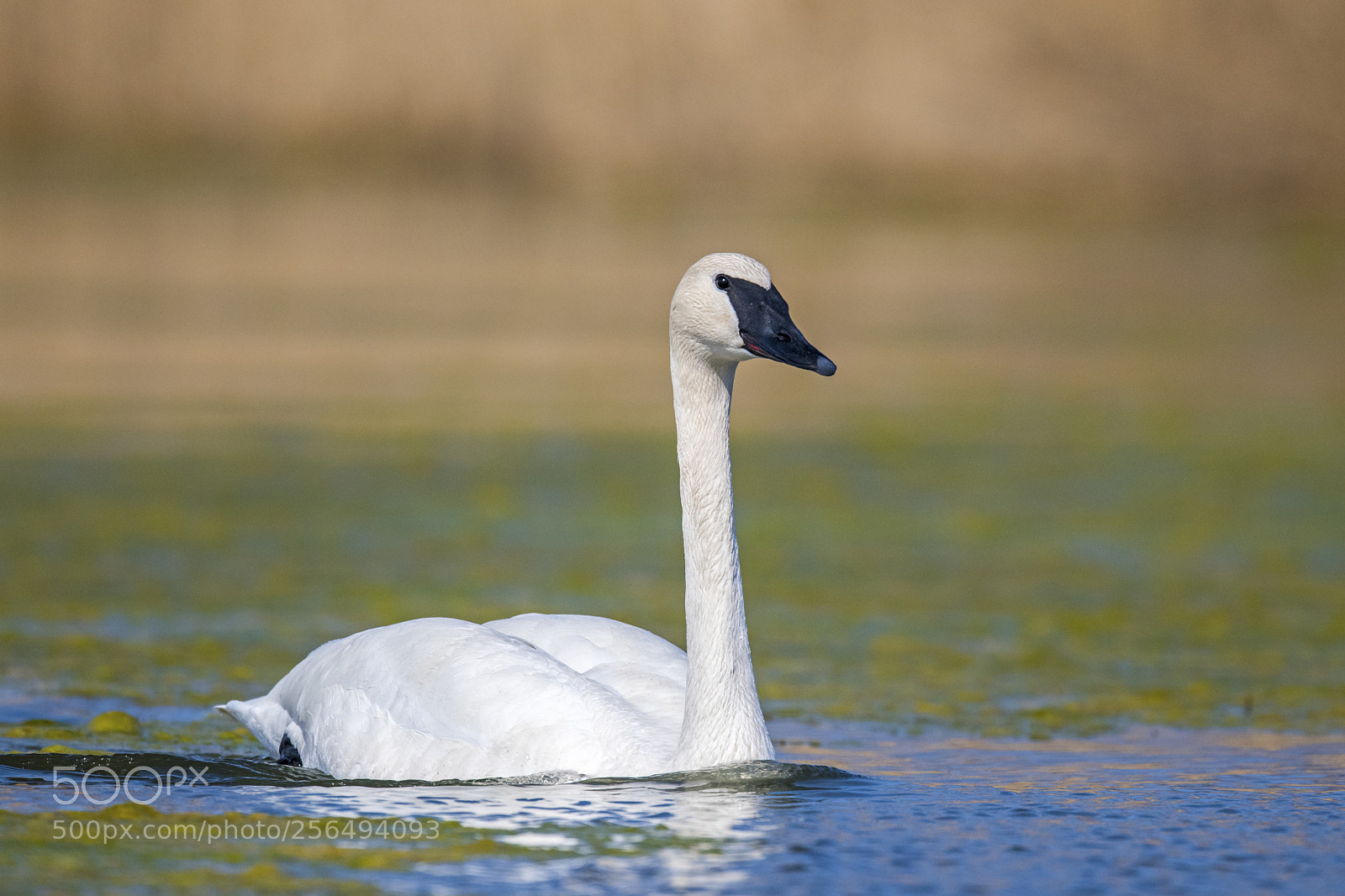 Nikon D850 sample photo. Trumpeter swan photography