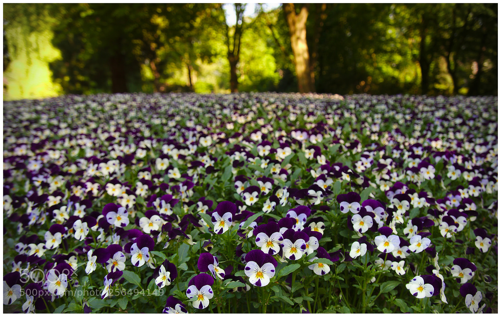 Pentax K-3 II sample photo. Sea of blossoms photography