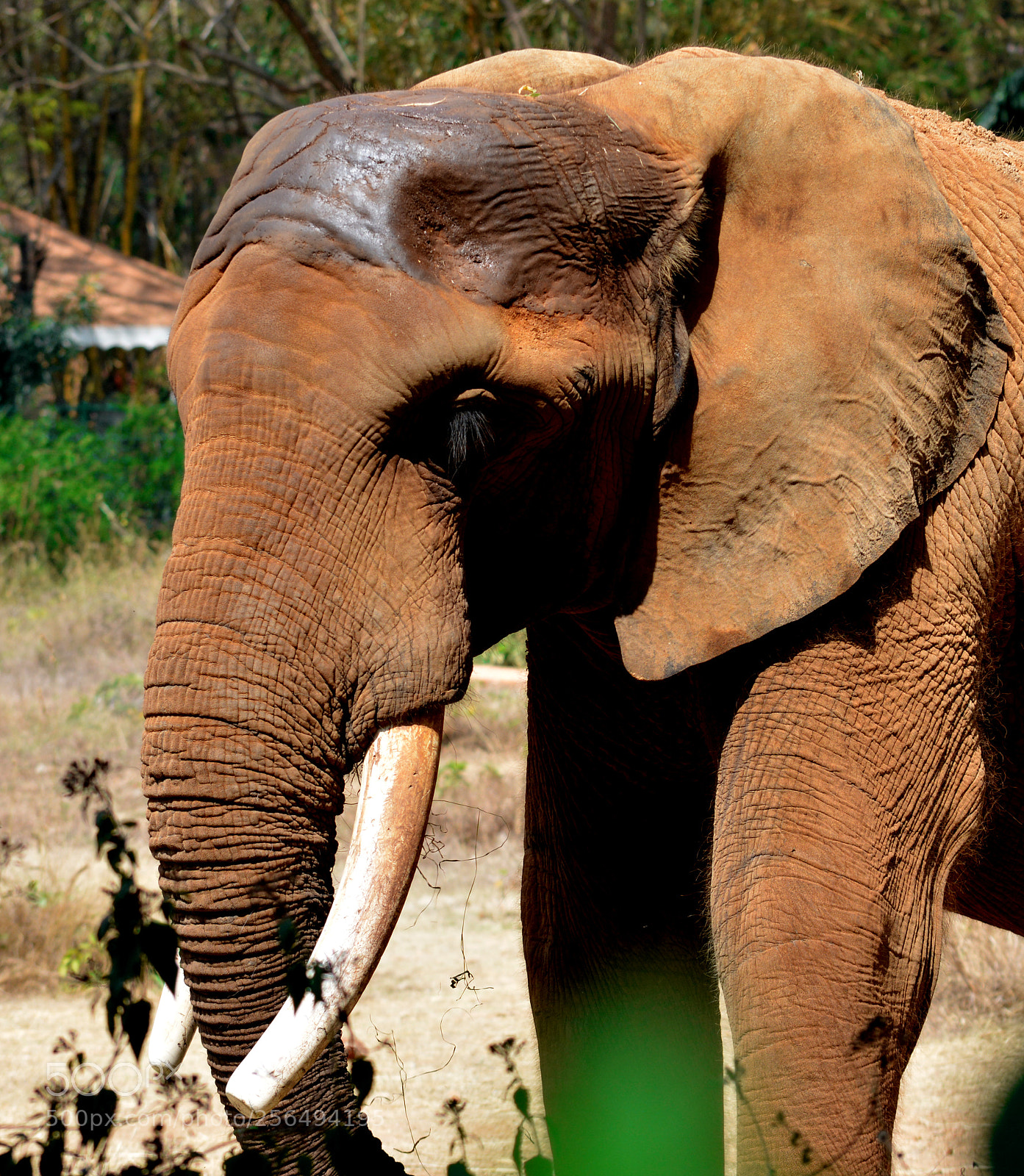 Nikon D5200 sample photo. African elephant photography