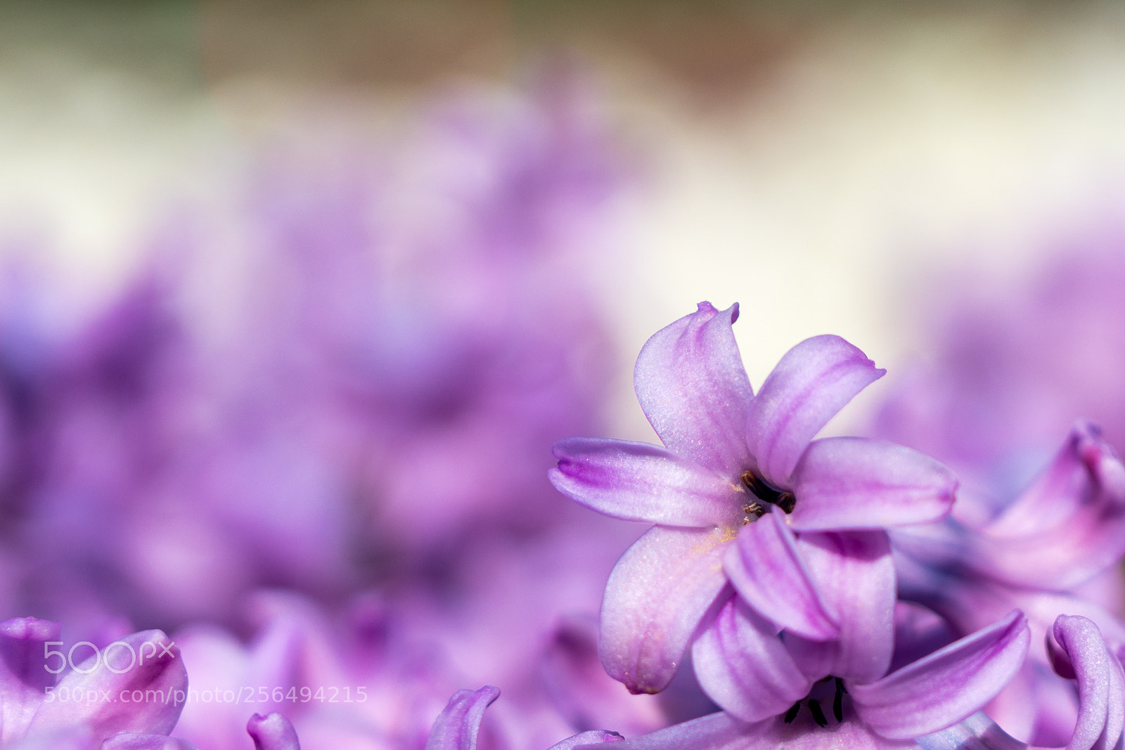 Sony a7R II sample photo. Hyacinth photography