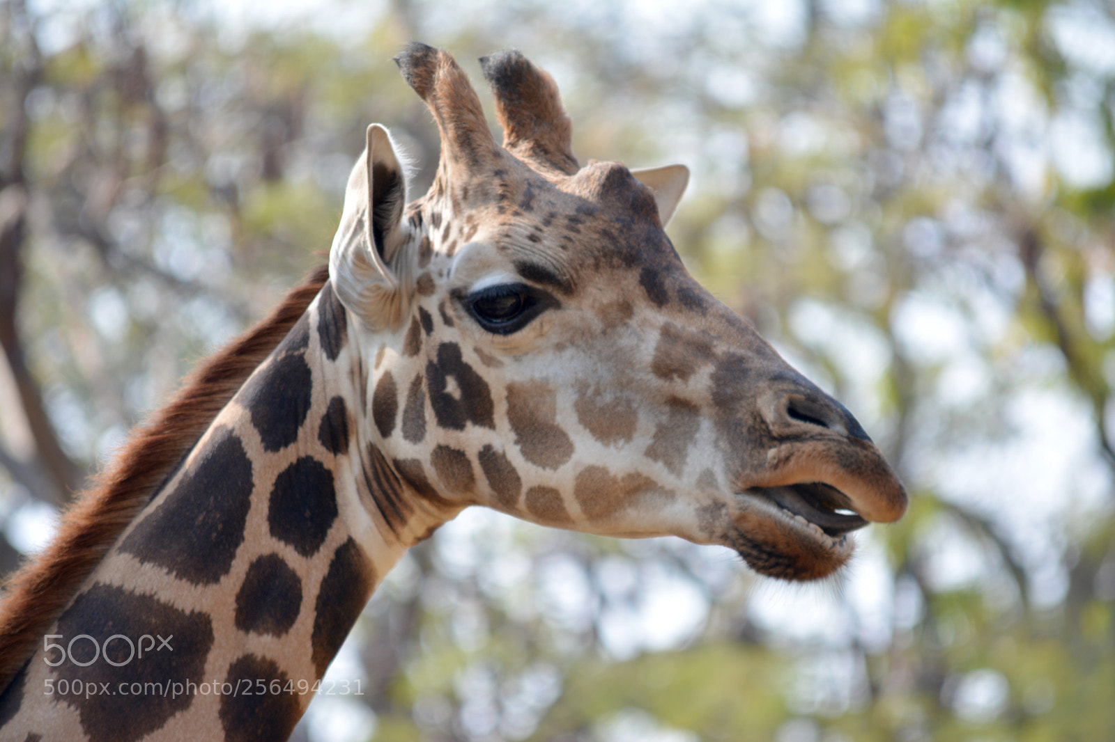 Nikon D5200 sample photo. Giraffe photography