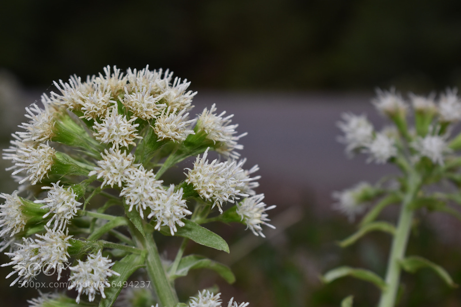 Nikon D3400 sample photo. White flower photography