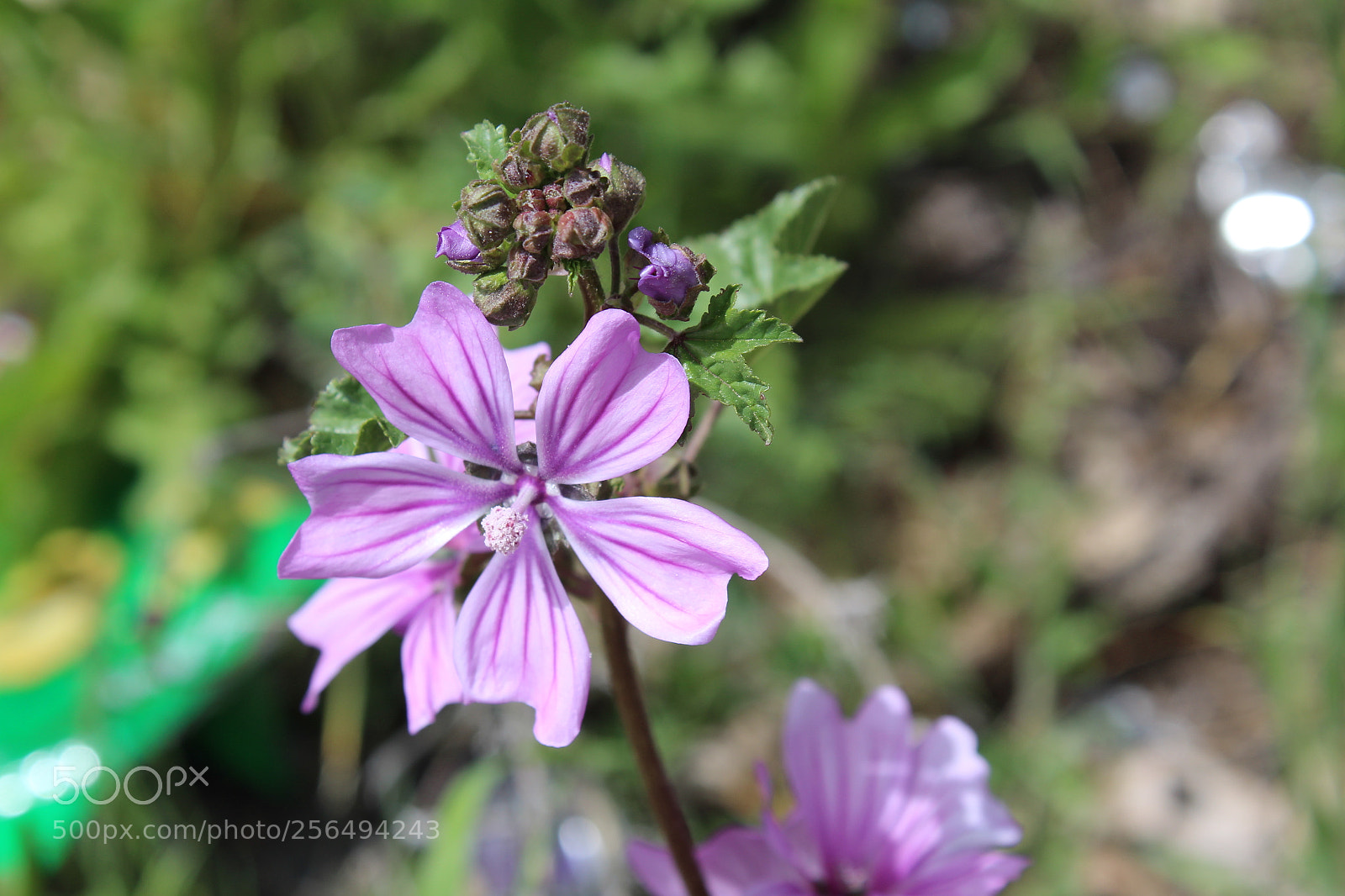 Canon EOS 1300D (EOS Rebel T6 / EOS Kiss X80) sample photo. Flor de malva photography