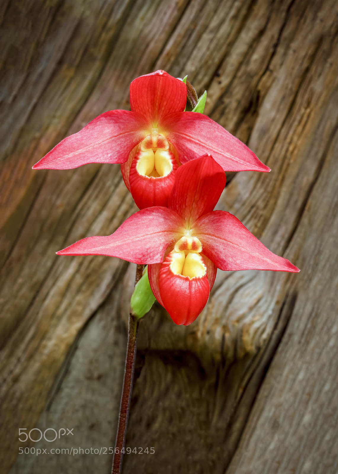 Canon EOS 5D Mark IV sample photo. Red and yellow orchid photography