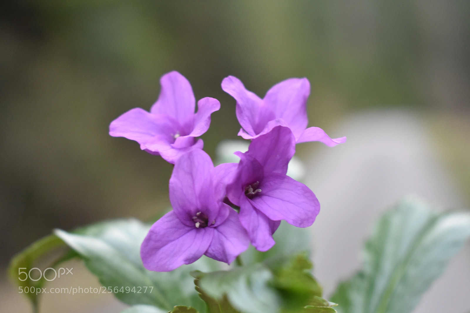 Nikon D3400 sample photo. Purple flower photography