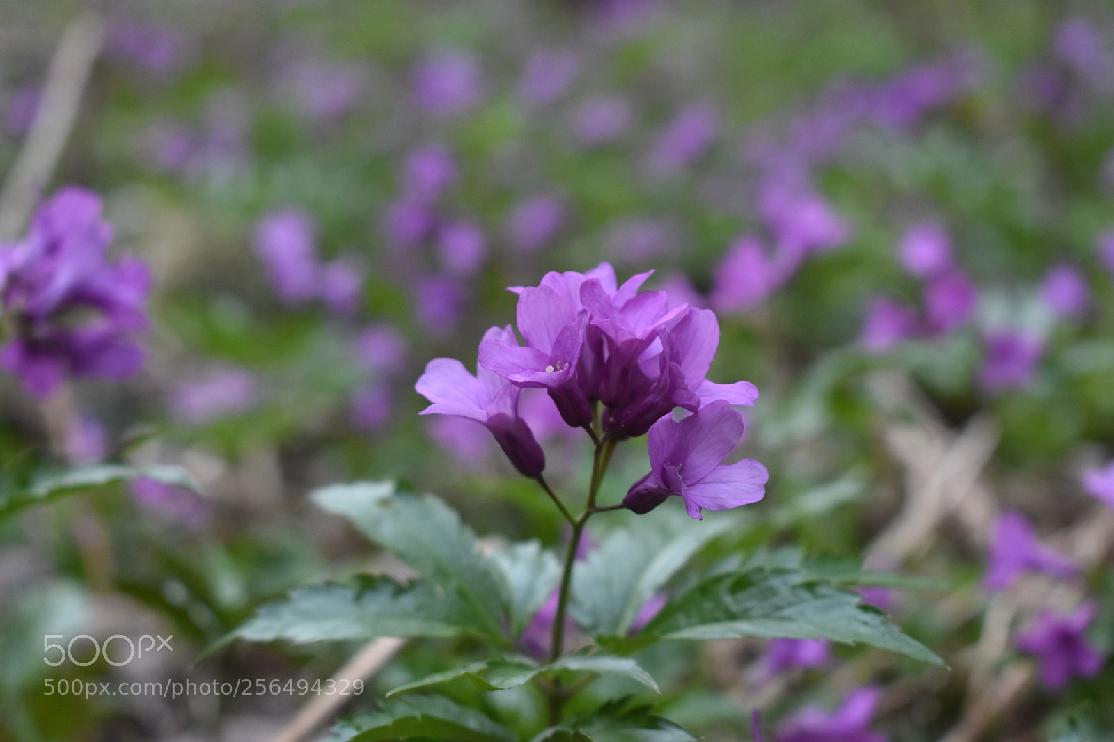 Nikon D3400 sample photo. Purple flower photography