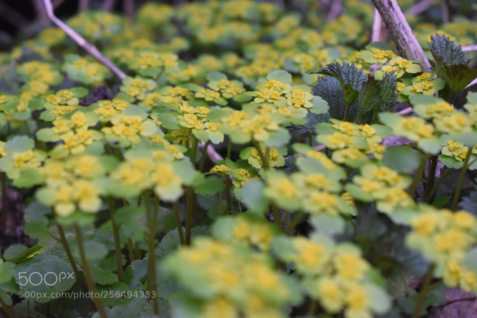 Nikon D3400 sample photo. Yellow flowers photography