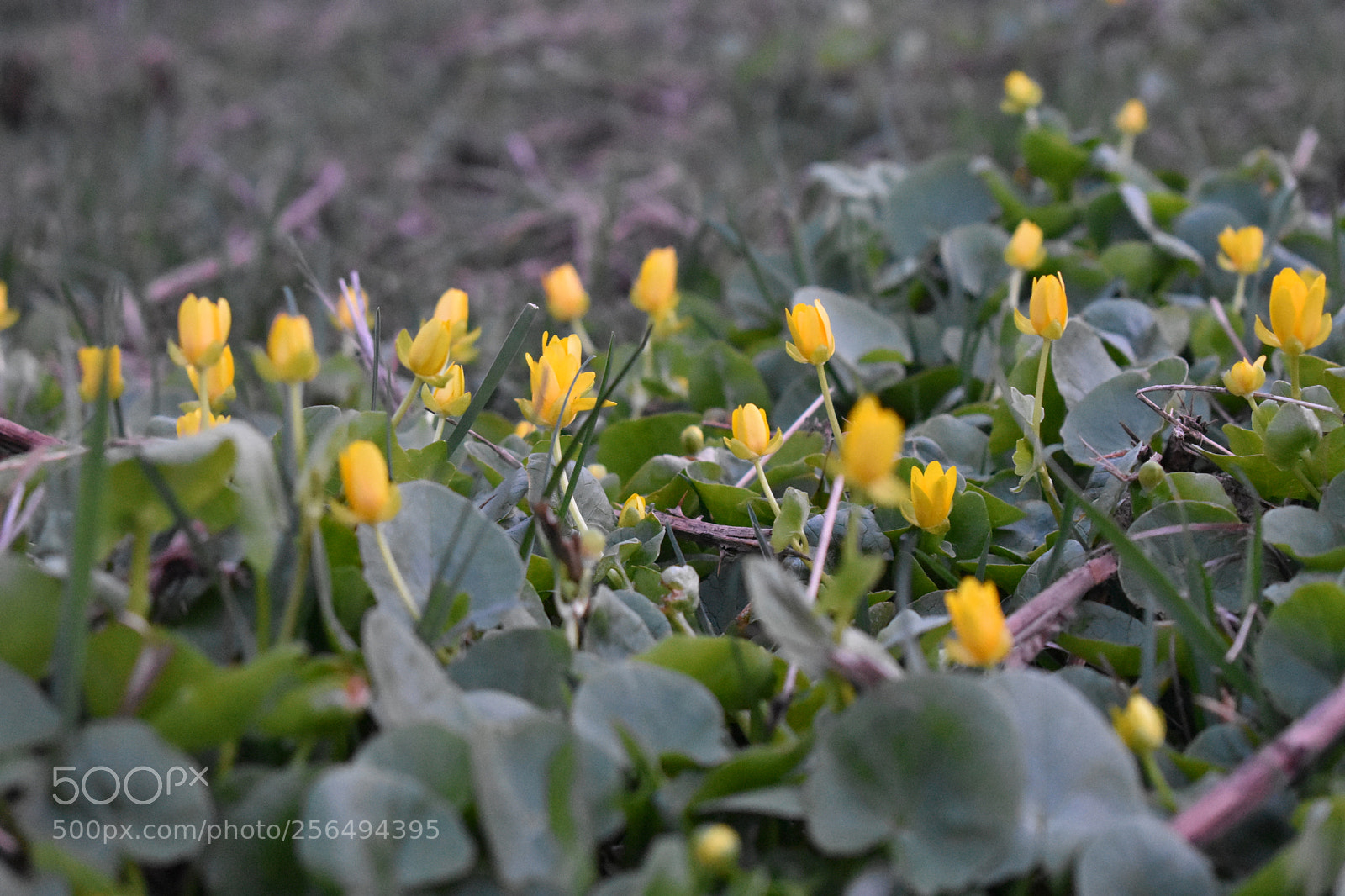 Nikon D3400 sample photo. Flowers photography