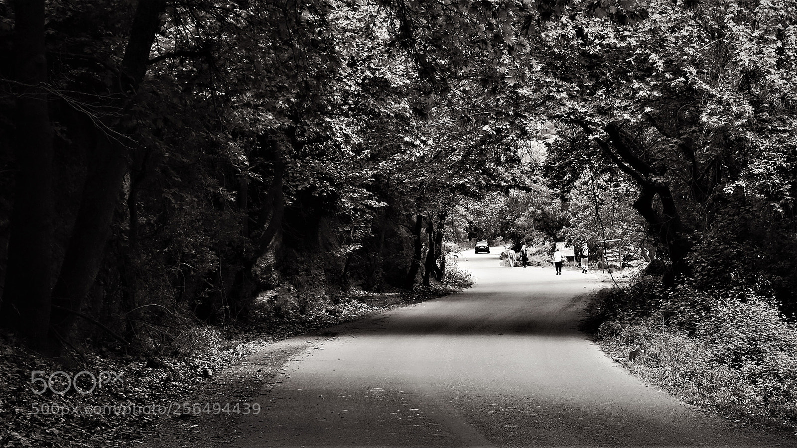 Canon EOS 70D sample photo. Natural tunnel... ! photography