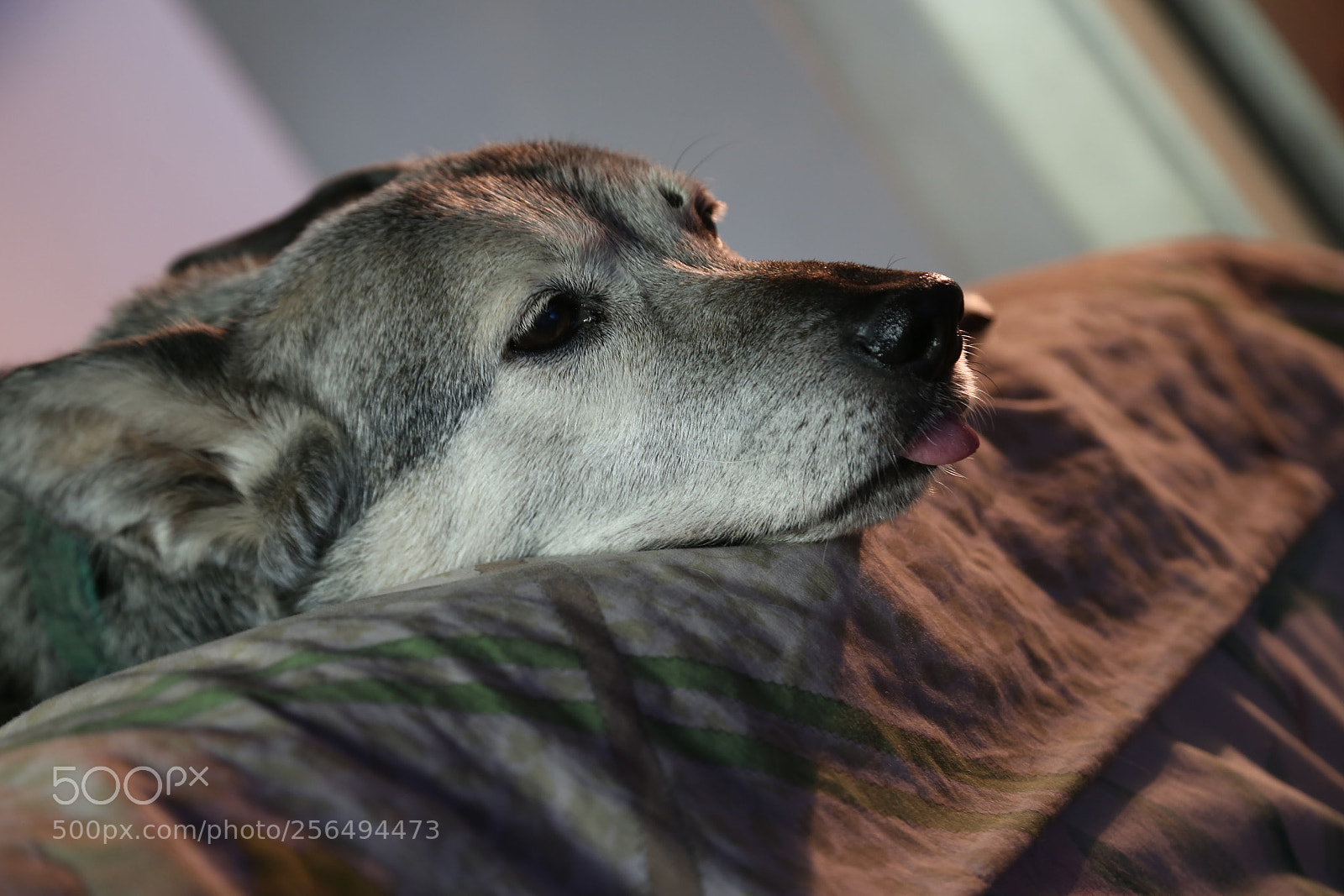 Canon EOS 6D + Canon EF 24-105mm F4L IS USM sample photo. Felipa photography