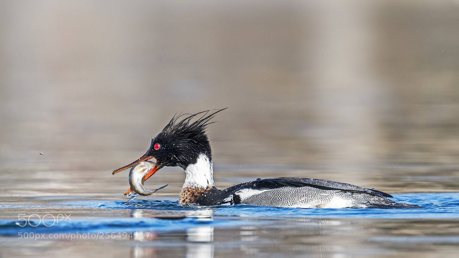 Nikon D850 sample photo. Red-breasted merganser photography