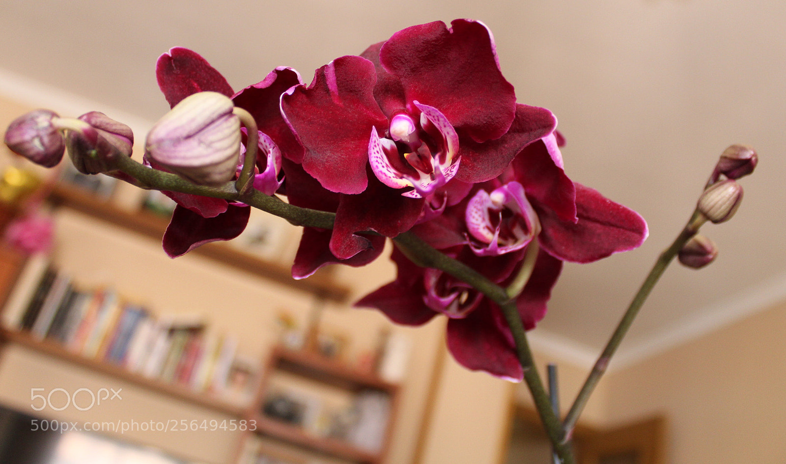 Canon EOS 1300D (EOS Rebel T6 / EOS Kiss X80) sample photo. Orquidea photography