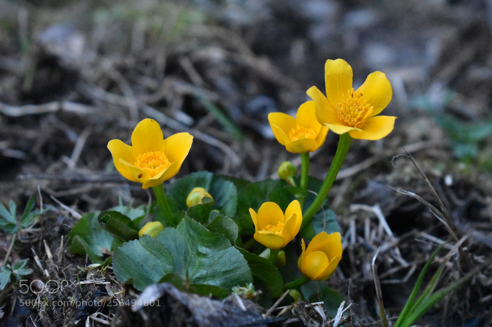 Nikon D3400 sample photo. Dsc photography