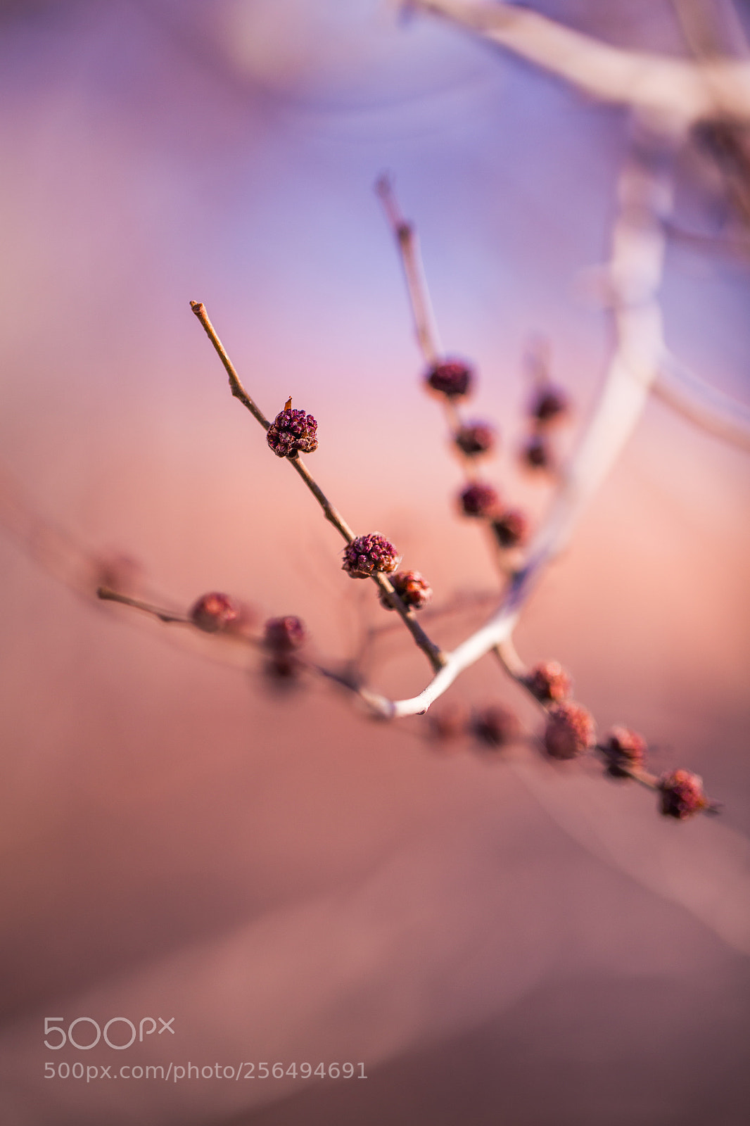 Canon EOS 6D sample photo. This spring photography