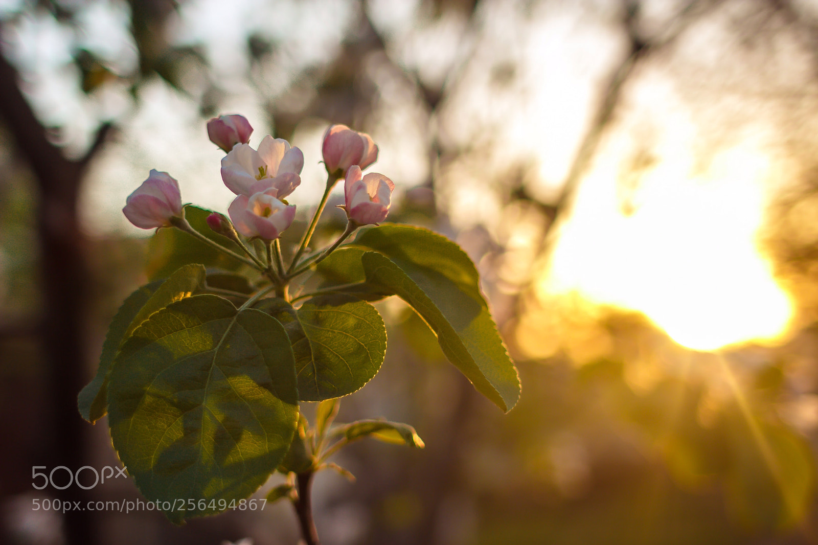 Canon EOS 60D sample photo. Untitled photography