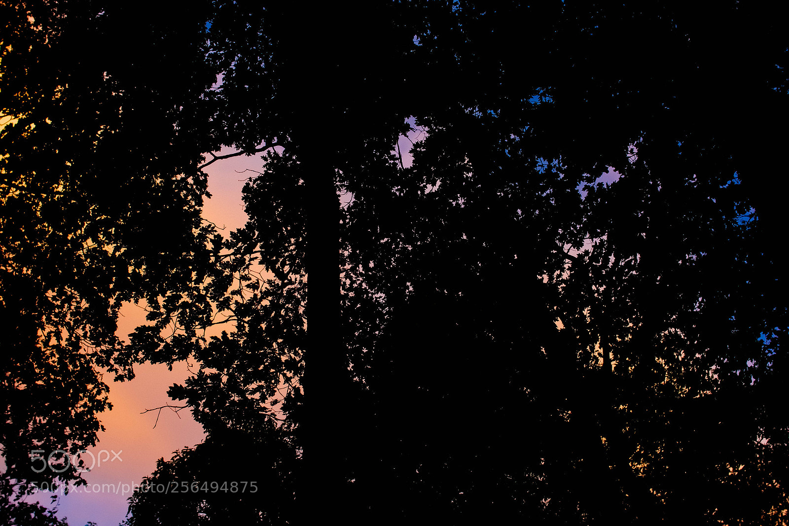 Nikon D7200 sample photo. Sunset through the trees photography