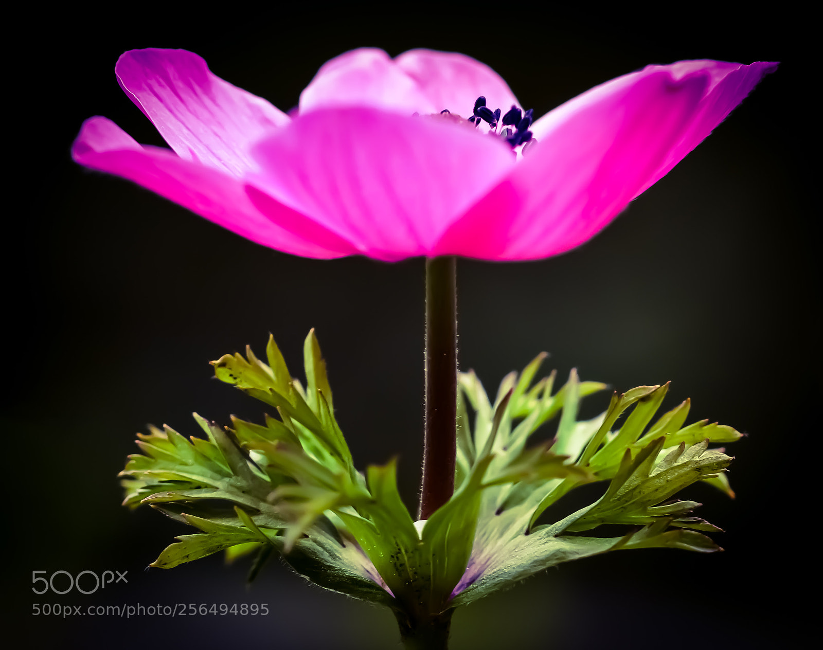Nikon D3200 sample photo. Wild flower photography