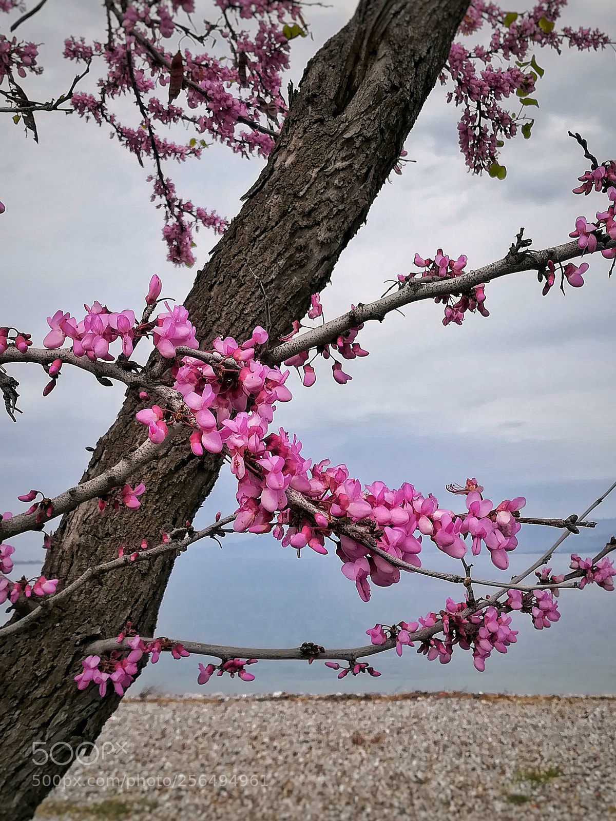 HUAWEI PRA-LX1 sample photo. Welcome spring photography