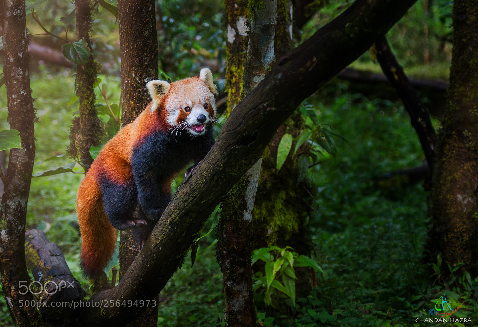 Nikon D7000 sample photo. Red panda photography