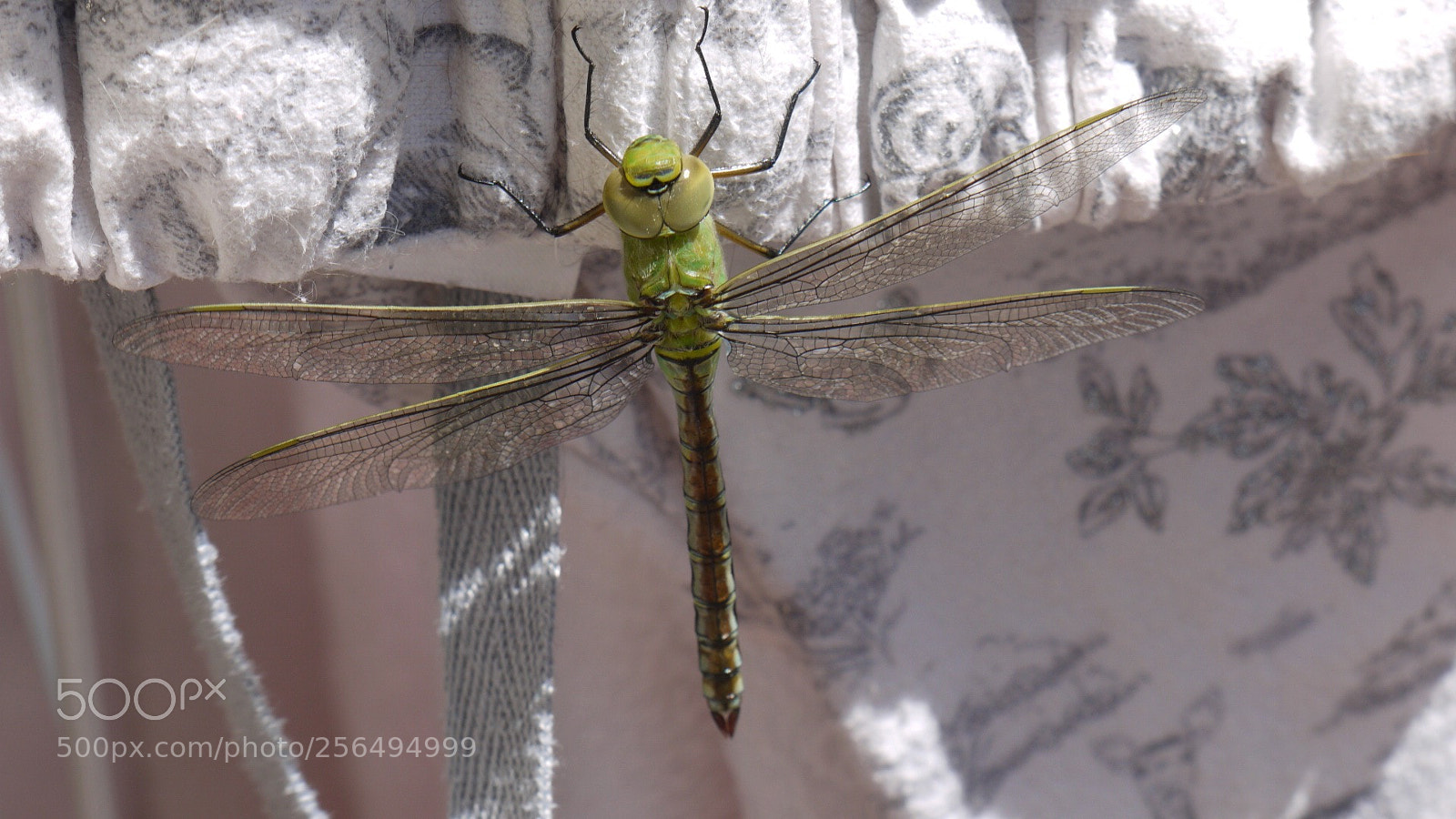 Panasonic Lumix DMC-G1 sample photo. A dragonfly visited my photography