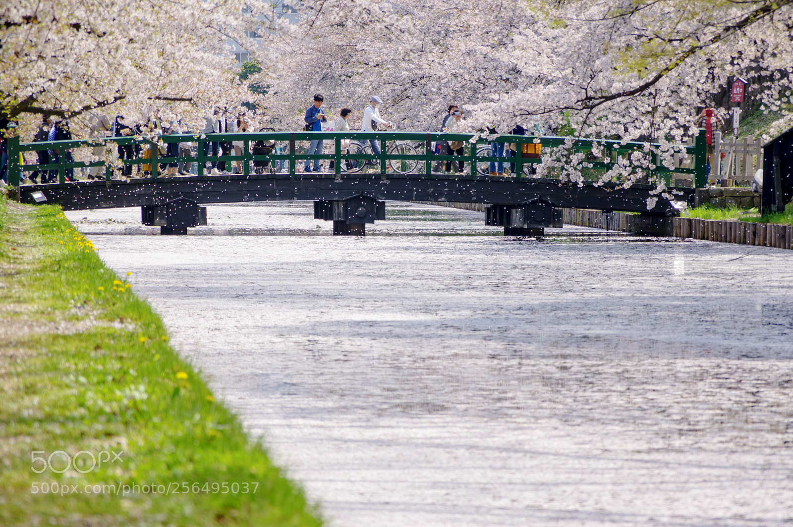 Pentax K-3 II sample photo. Bridge photography