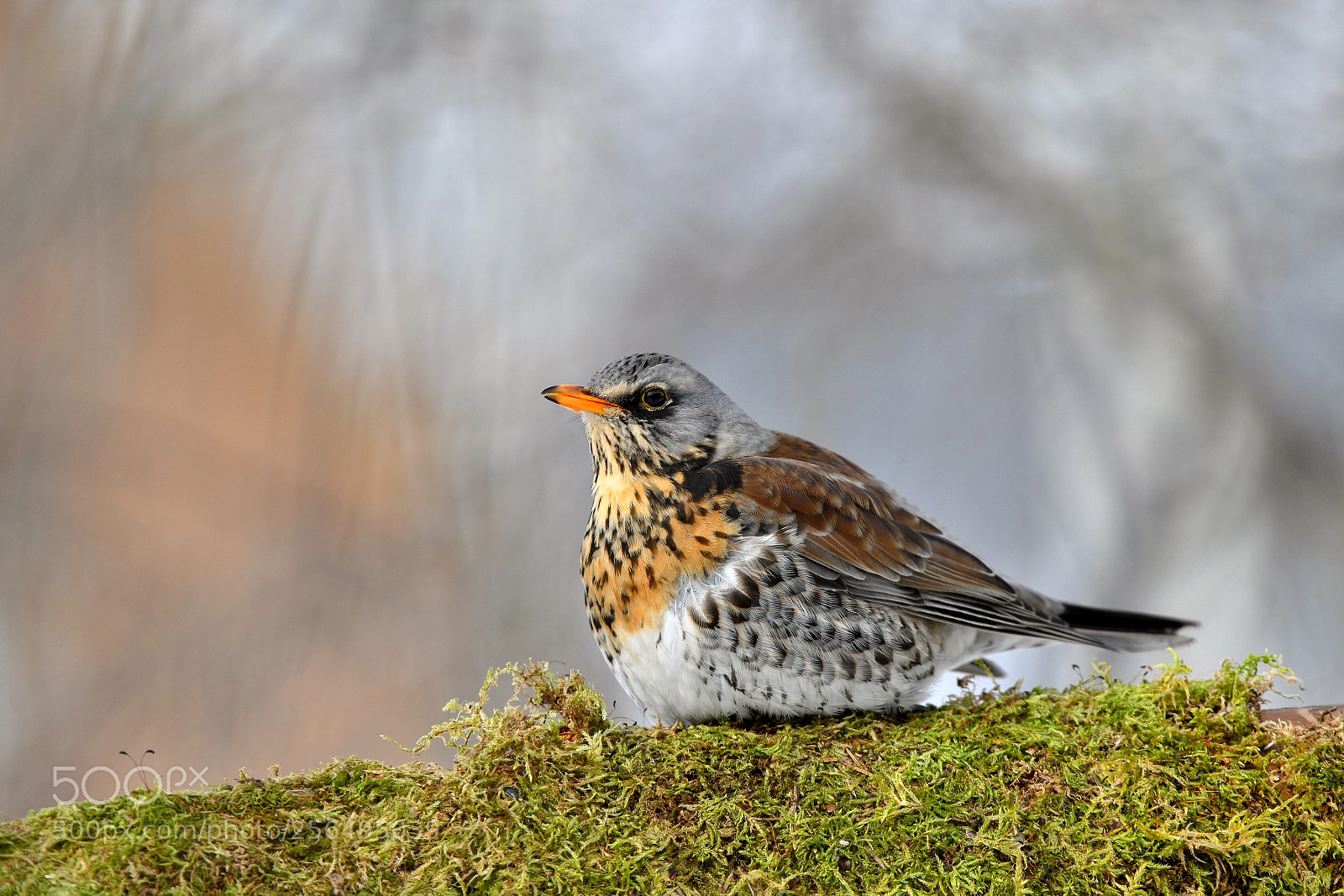 Nikon D850 sample photo. Thrush the fieldfare photography
