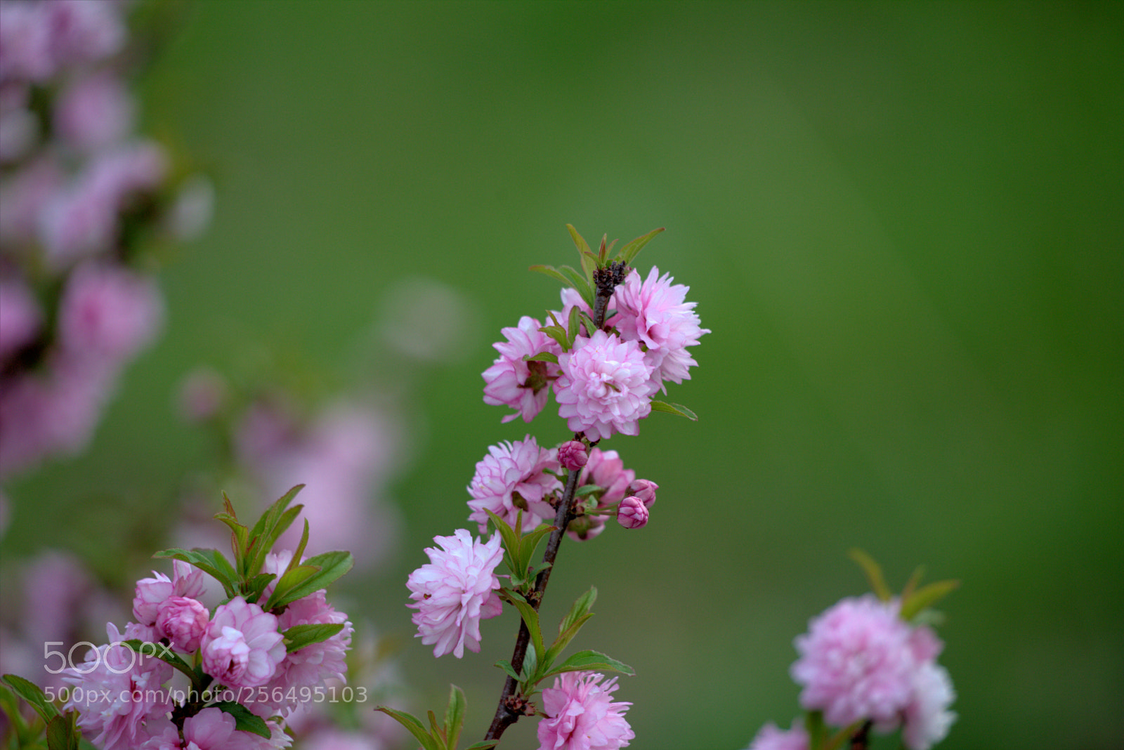Canon EOS 6D sample photo. Flowering almond bush photography