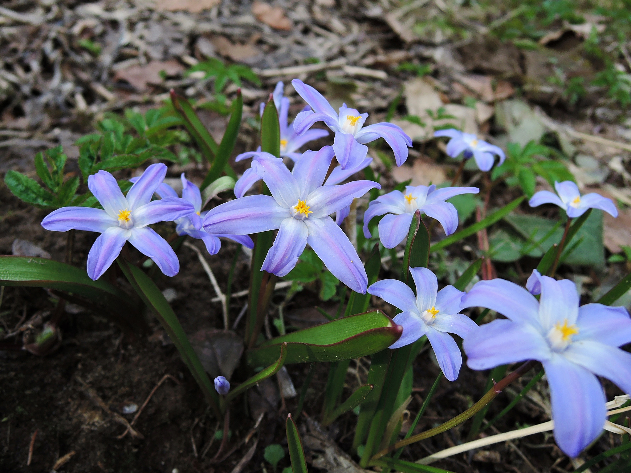 Nikon Coolpix P340 sample photo. Chionodoxa photography