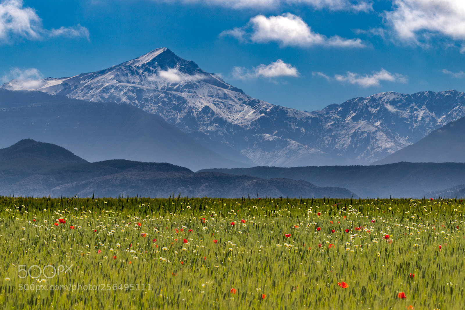 Canon EOS 6D Mark II sample photo. Poppy fields photography