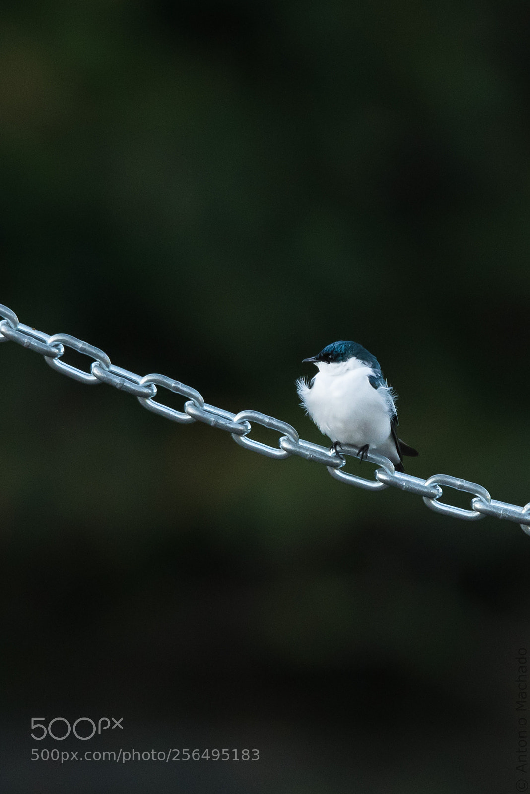 Nikon D750 sample photo. White-rumped swallow sunbathing on photography