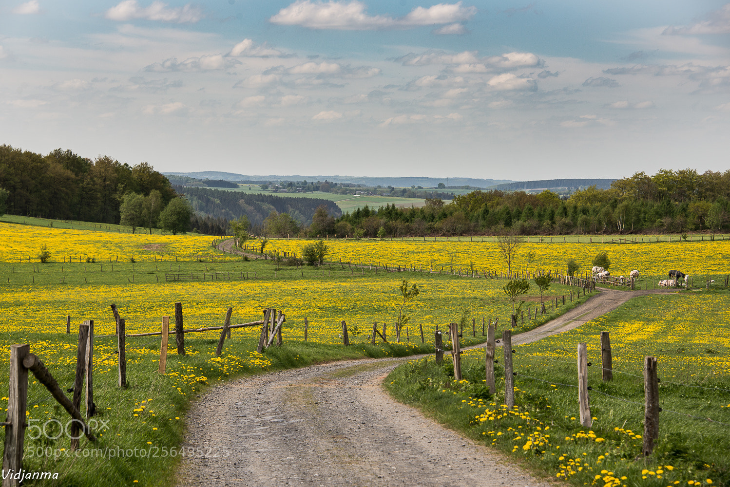 Nikon D610 sample photo. Gold rush photography