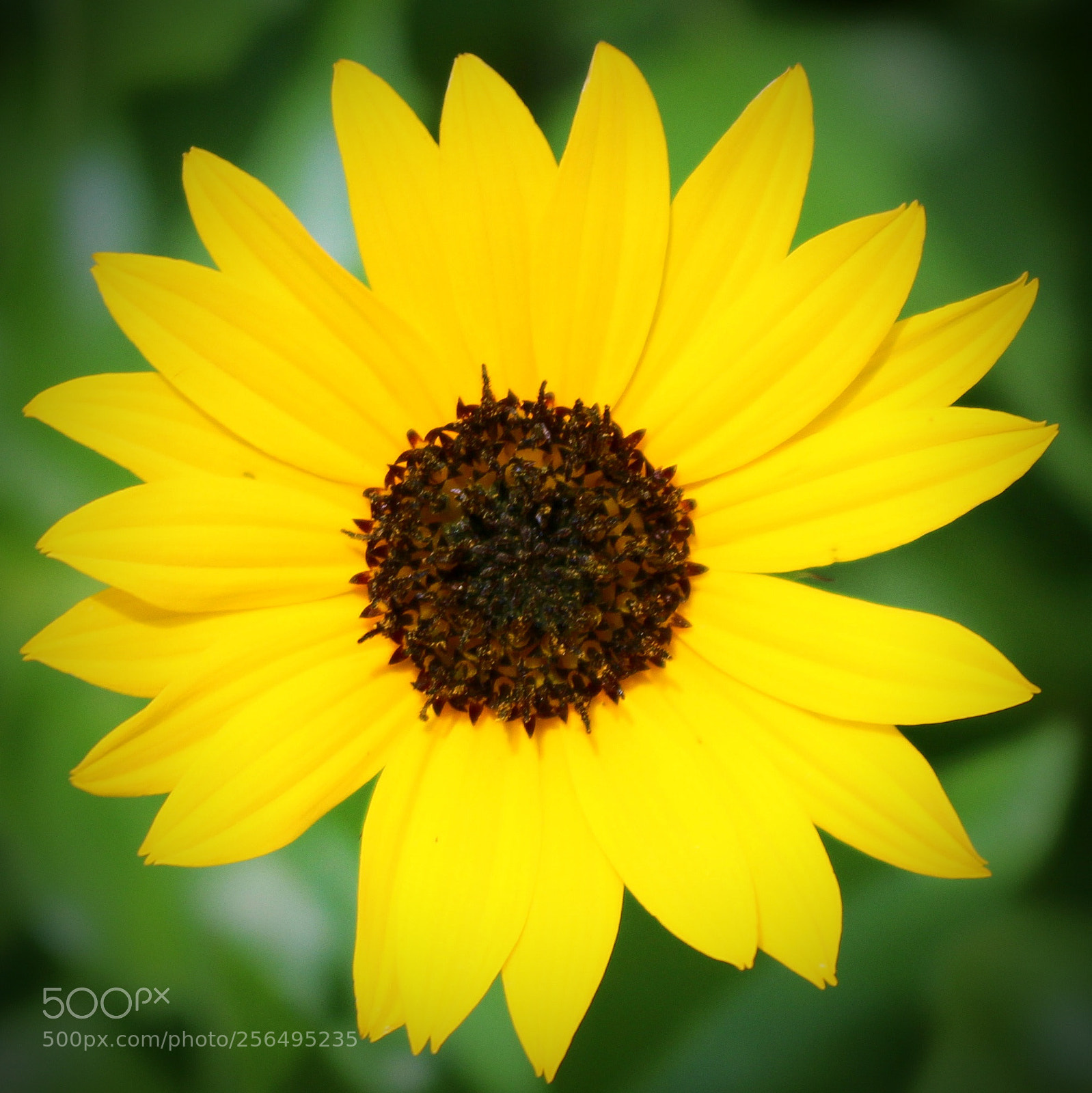 Canon EOS 100D (EOS Rebel SL1 / EOS Kiss X7) sample photo. Yellow flower photography