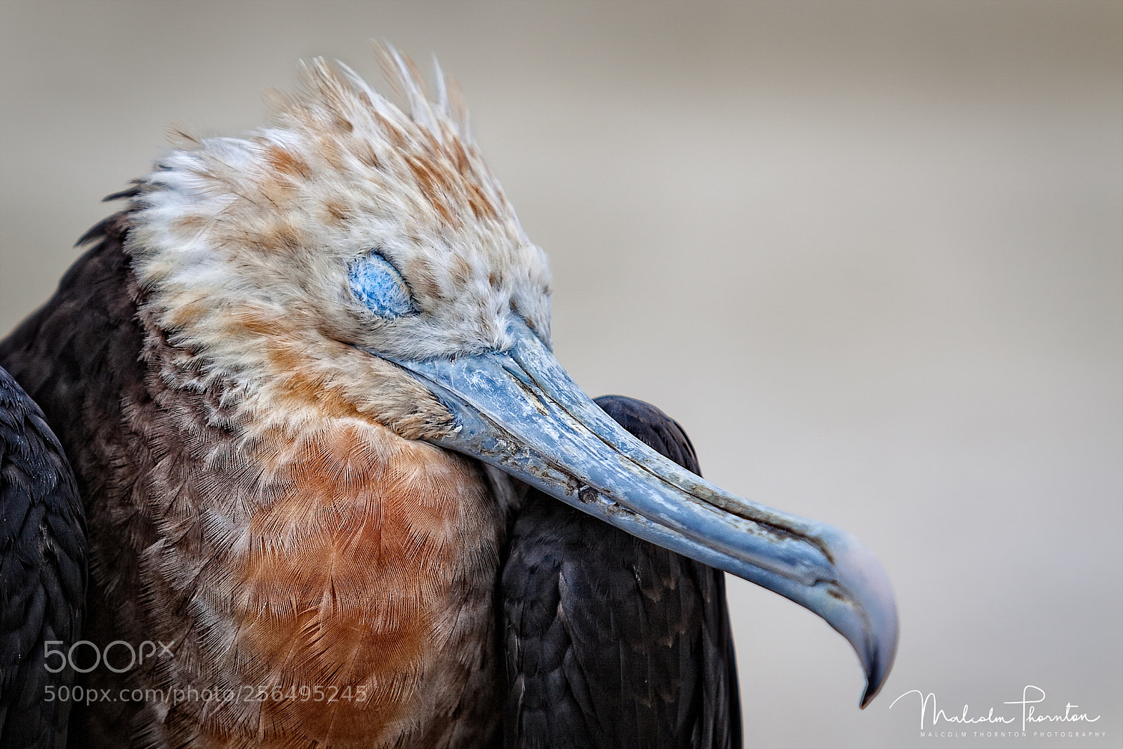 Canon EOS 5D Mark II sample photo. Sleeping female frigatebird photography
