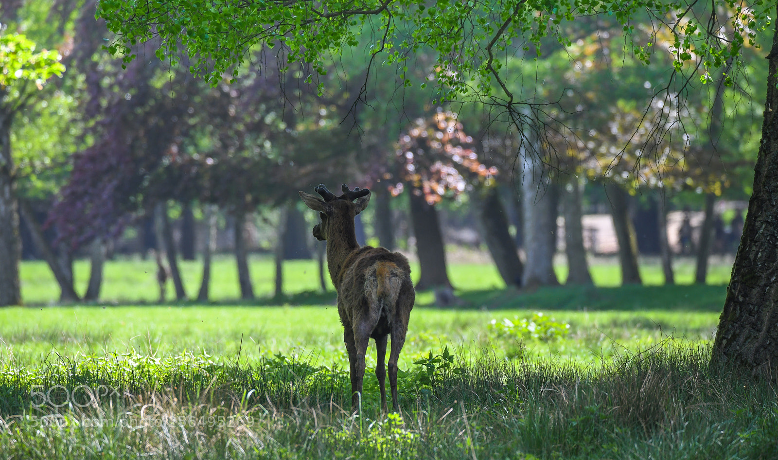 Nikon D850 sample photo. Forest scene photography