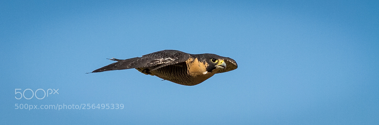 Canon EOS 7D sample photo. Fast peregrine photography
