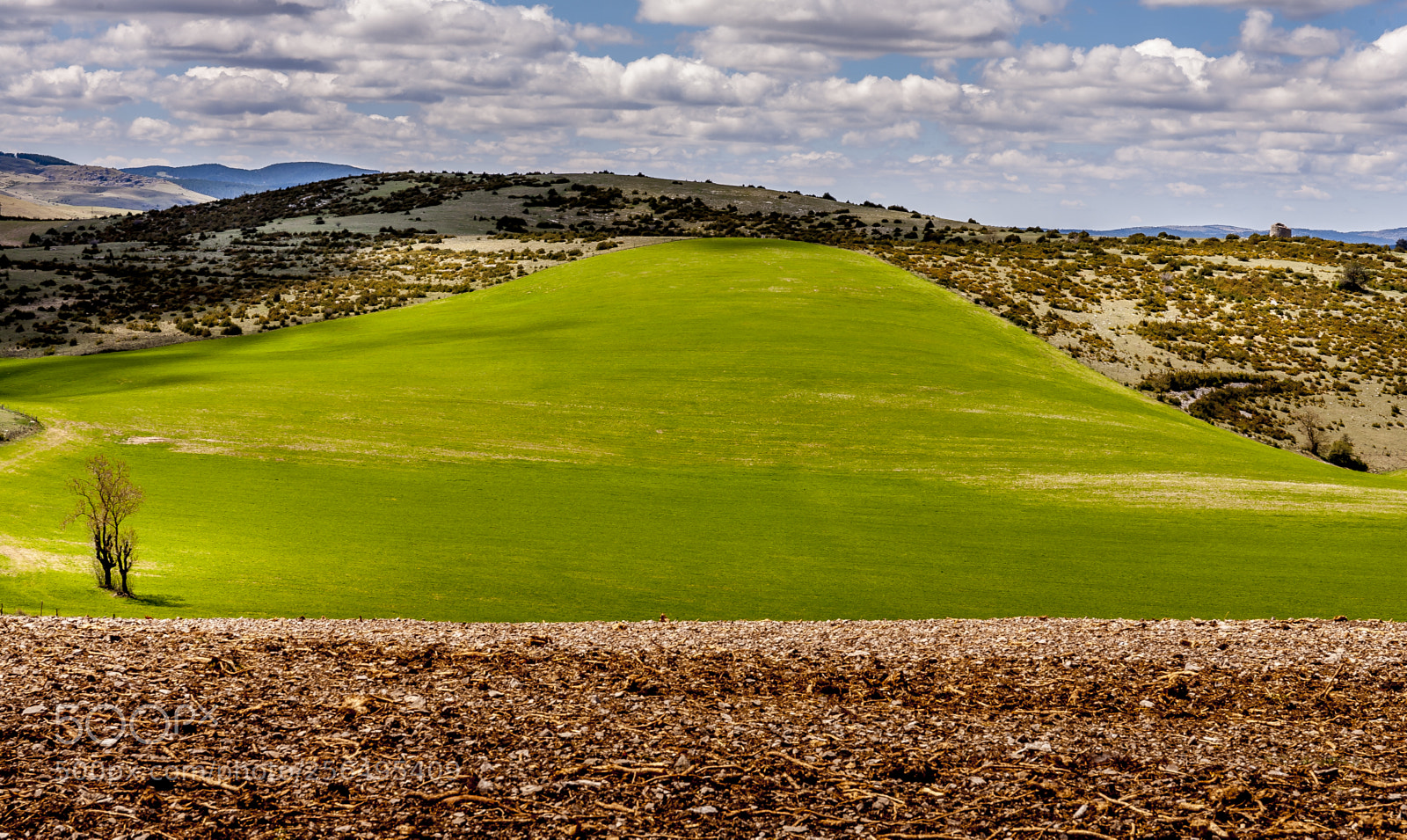 Canon EOS 5D sample photo. Green grass photography