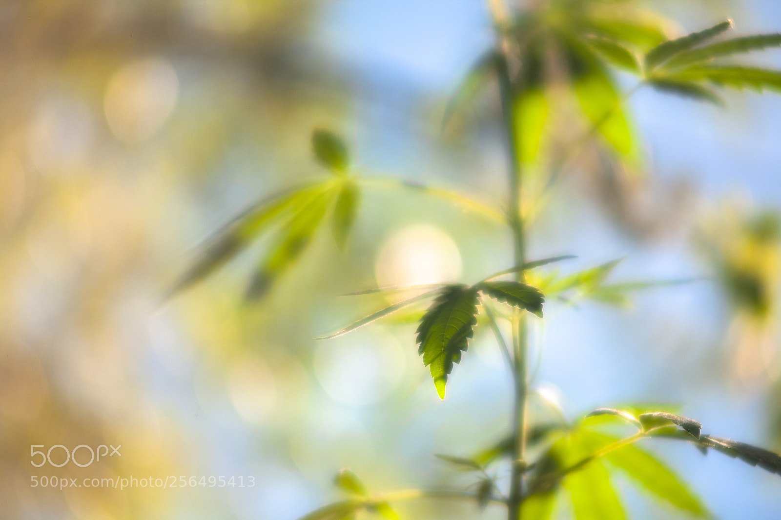 Canon EOS 5D sample photo. ~ photography
