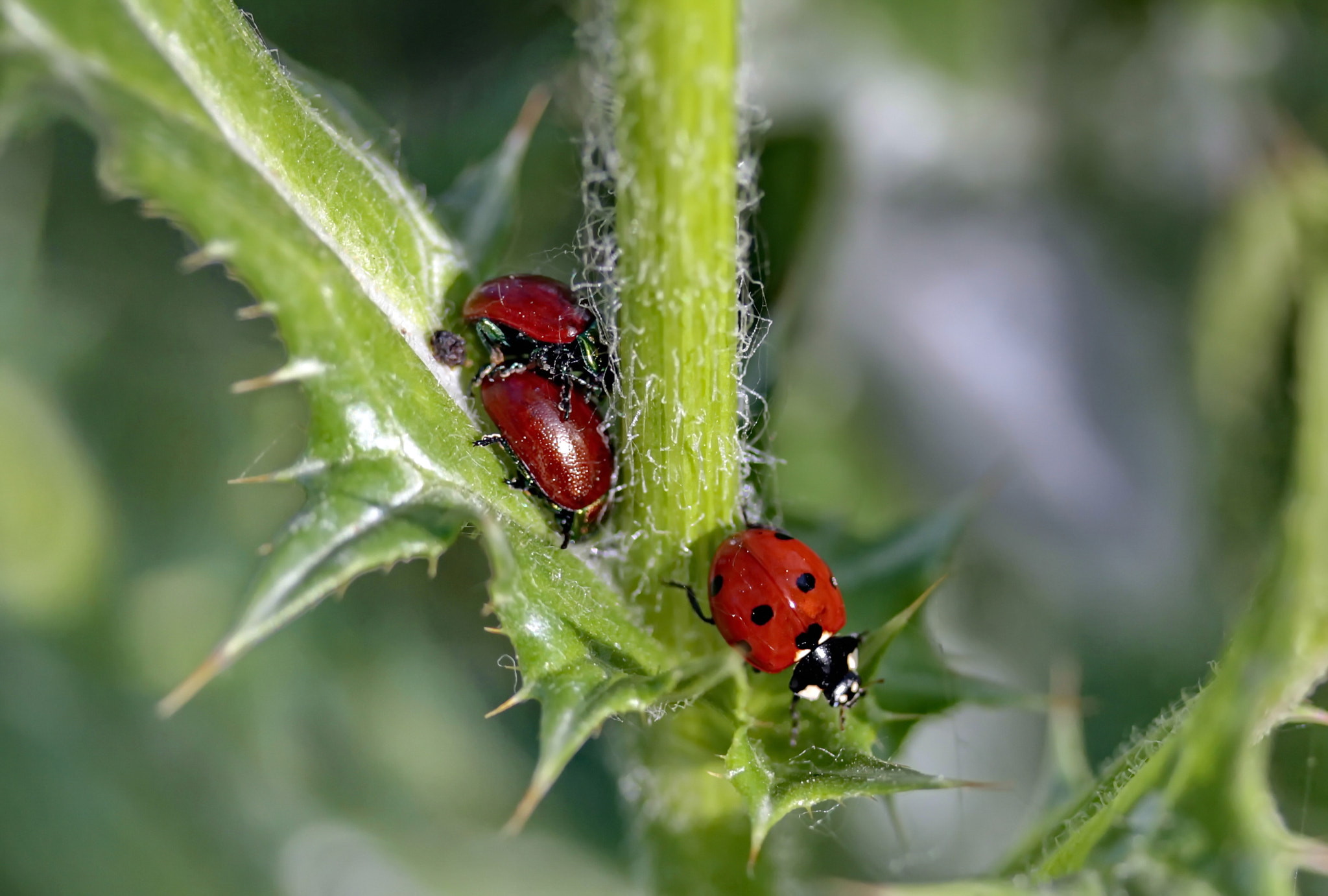Canon EF-S 60mm F2.8 Macro USM sample photo. Wrong time wrong place photography