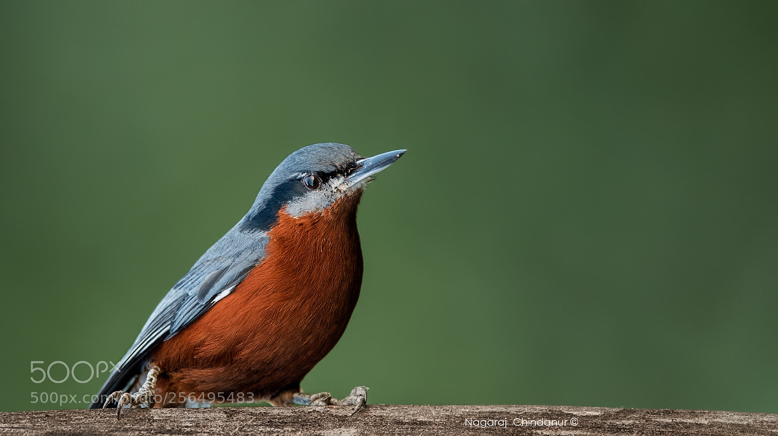 Nikon D5 sample photo. Chestnut-bellied nuthatch photography