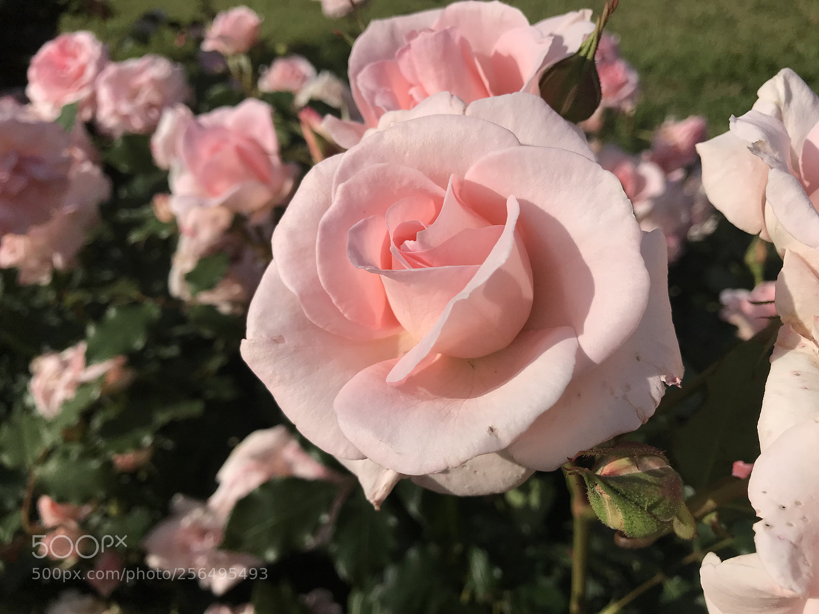 Apple iPhone 7 Plus sample photo. Bridal pink photography