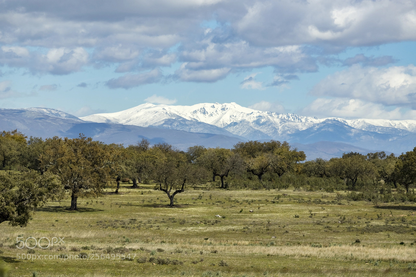 Canon EOS 6D Mark II sample photo. Primavera extremeña photography