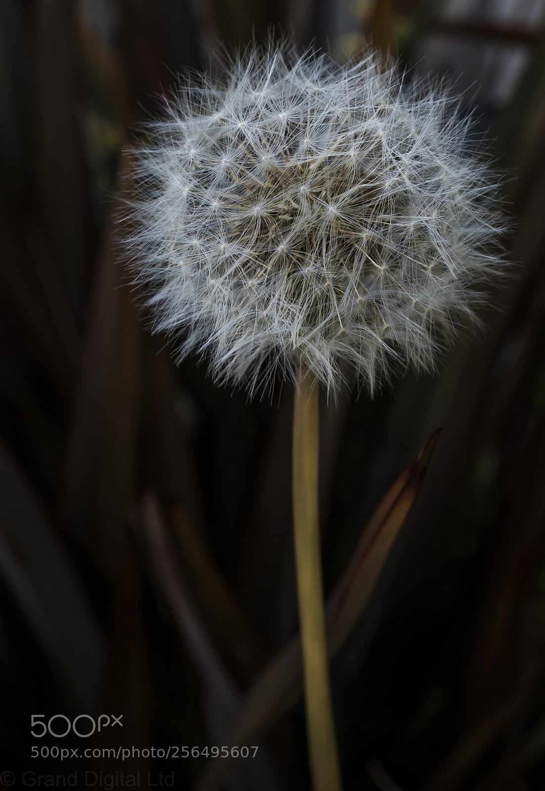 Olympus OM-D E-M1 Mark II sample photo. Dandelion seed head photography